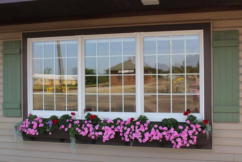 pink flowers in front of casement windows