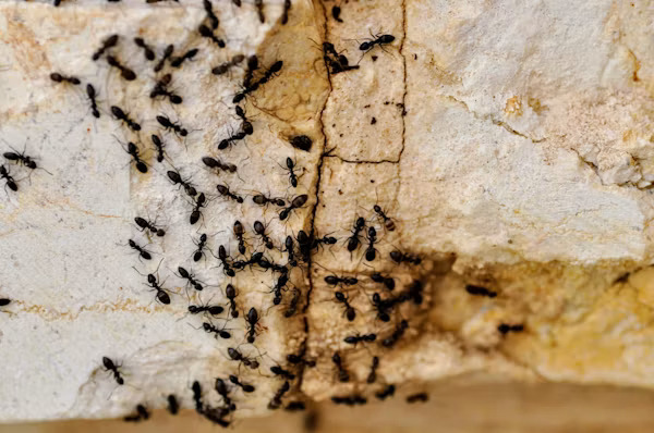 ants on foundation