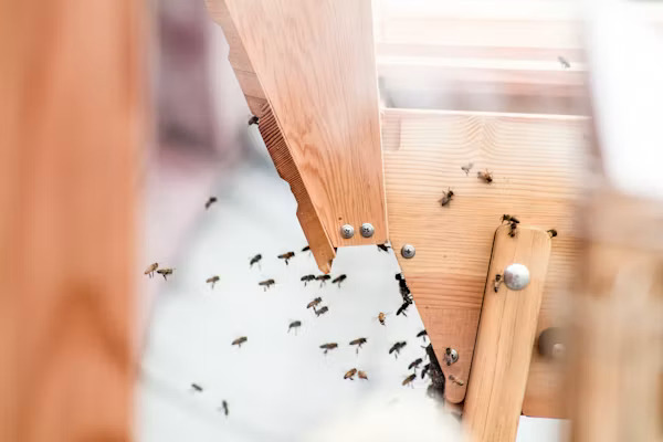 ants on chair
