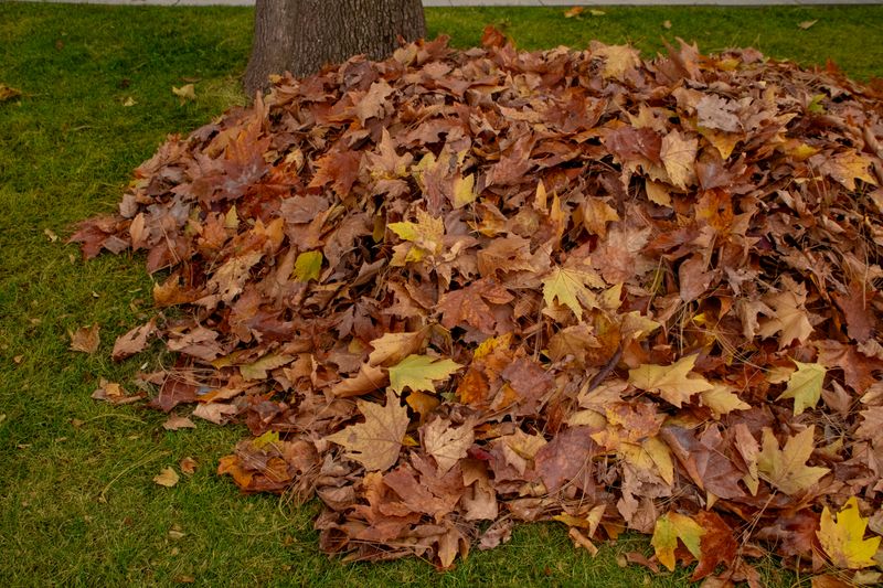 a pile of fall leaves
